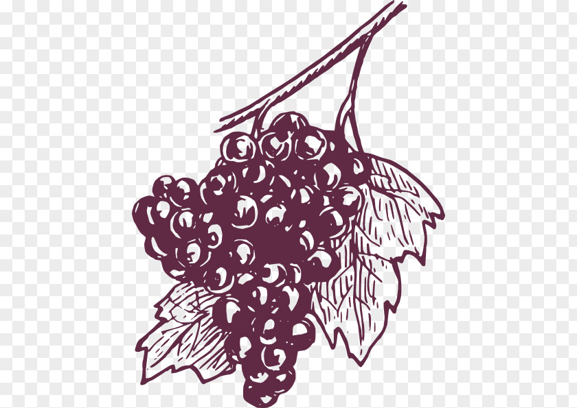 Grapes Clipart Black And White Common Grape Vine Wine Concord Juice PNG