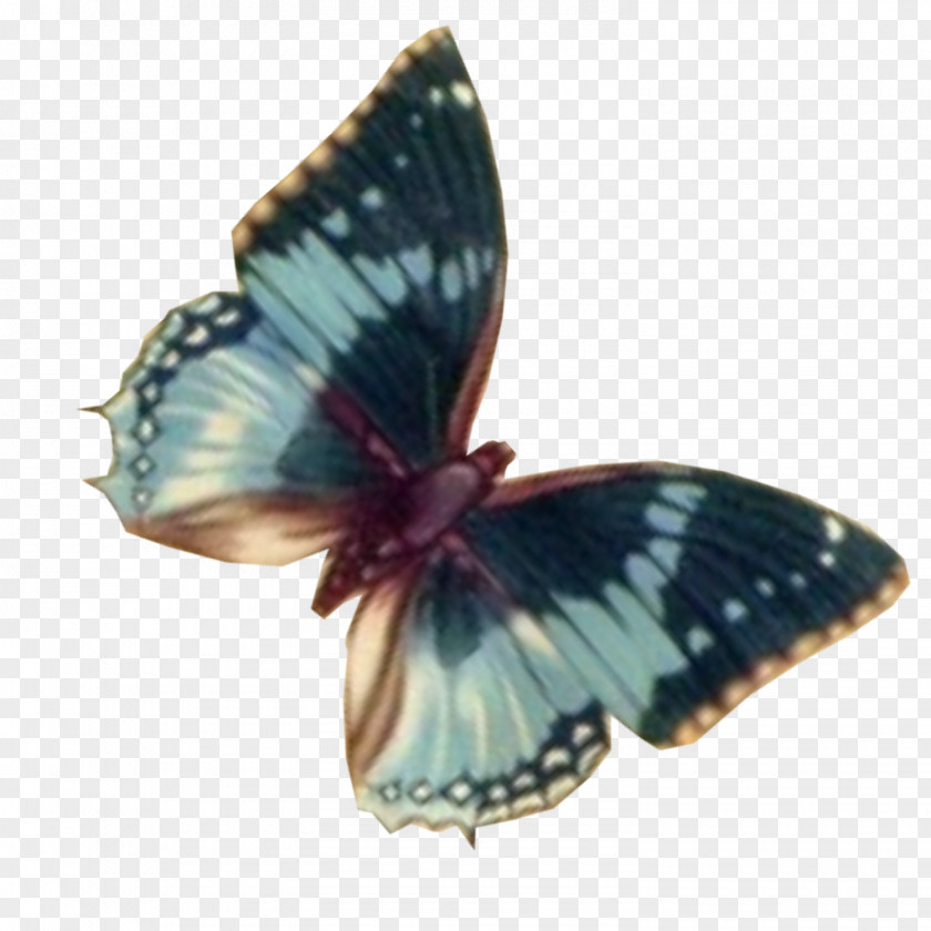 Mooncake Graphic Nymphalidae Computer Barnes & Noble Nook PNG