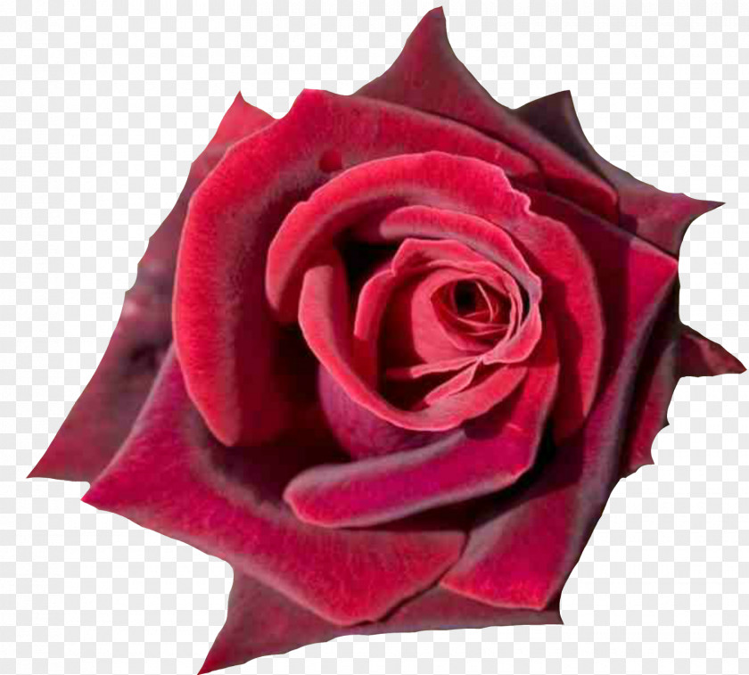 Rose Desktop Wallpaper Red Flower Pink PNG
