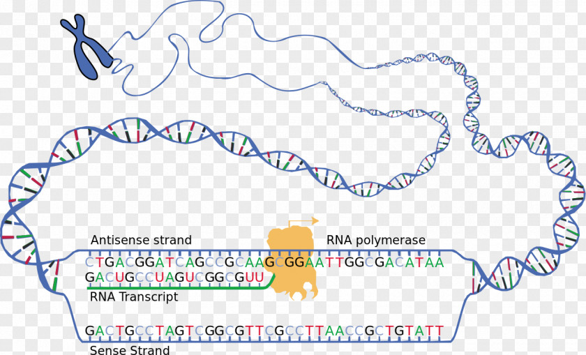Transcription DNA RNA Translation Nucleic Acid Sequence PNG