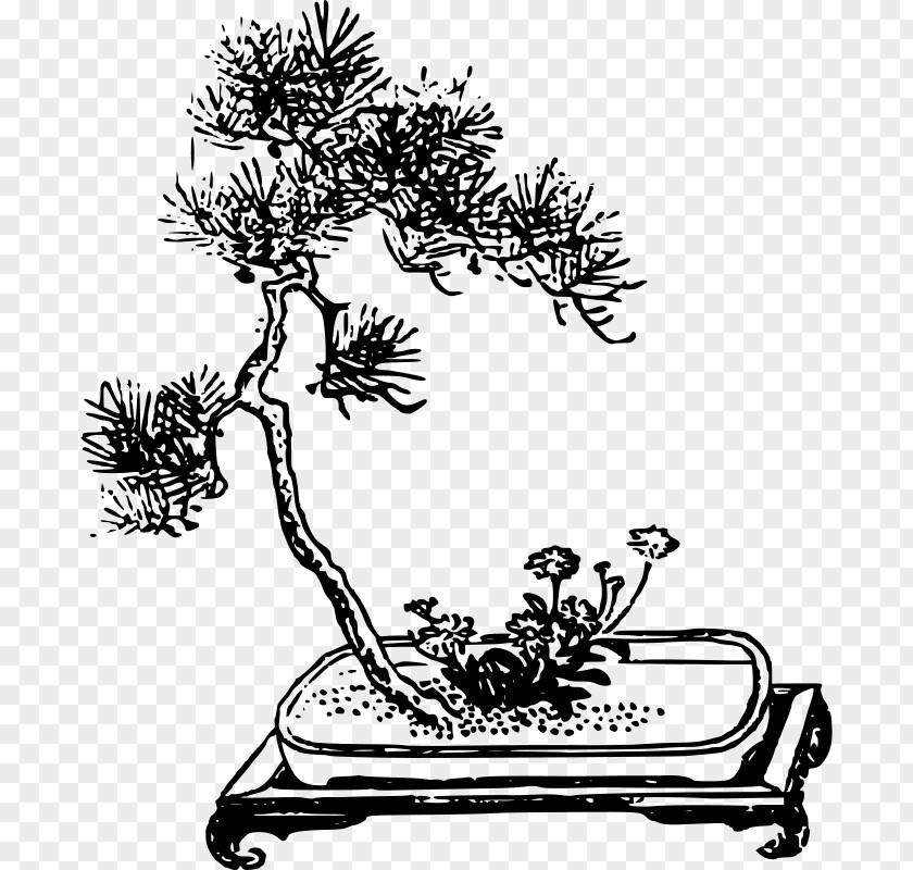Tree Branch Bonsai Da Interno Ficus Retusa Clip Art PNG