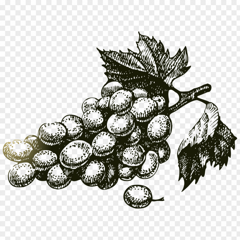 Wine Common Grape Vine Vintage PNG