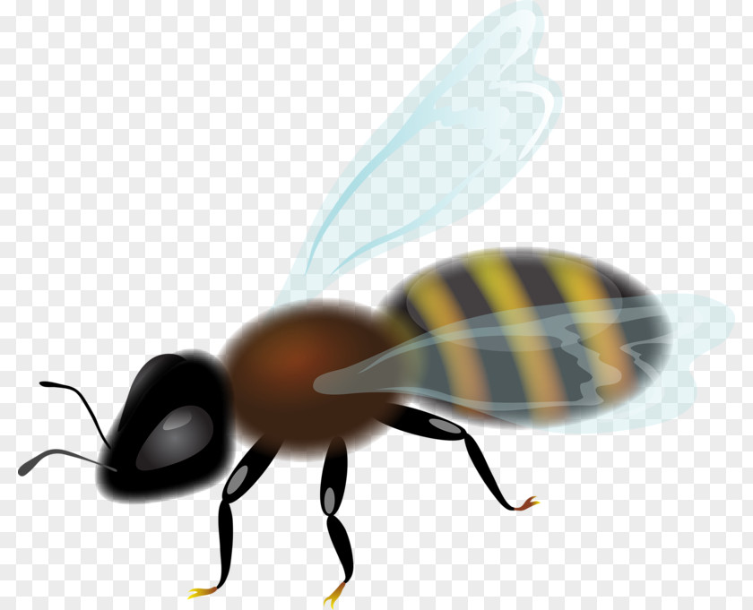 Bee Insect Honeycomb Clip Art PNG