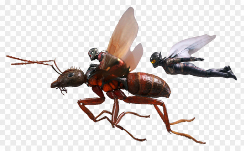 Ghost Wasp Ant-Man Hope Pym Marvel Cinematic Universe PNG