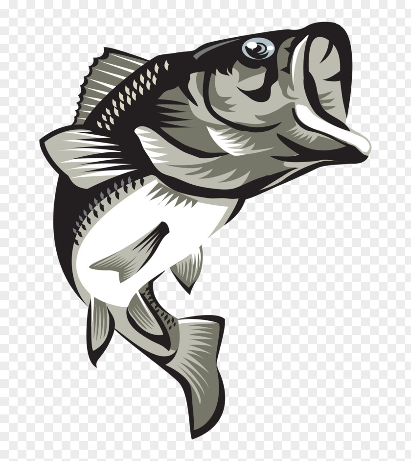 Large Mouth Bass Largemouth PNG