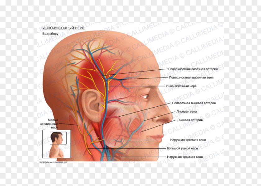 Superficial Temporal Nerve Artery Auriculotemporal Anatomy PNG