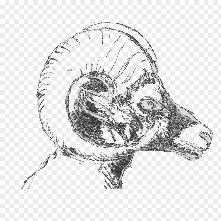 Goat Black And White Sketch Sheep Drawing PNG