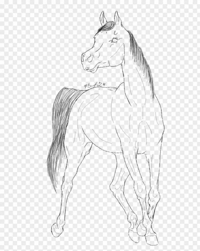 Horsehead Printing Arabian Horse Coloring Book Line Art Drawing Mustang PNG