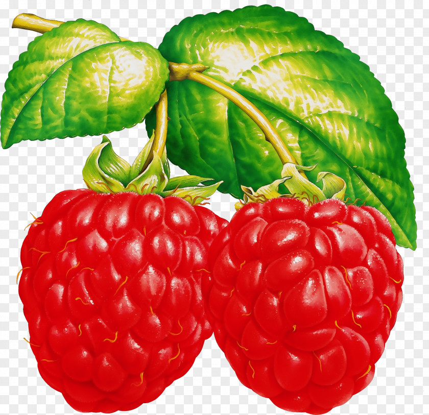 Loganberry Seedless Fruit Strawberry PNG