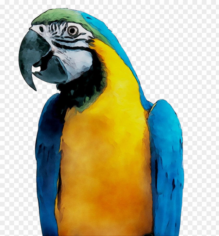 Macaw Parakeet Feather Pet Beak PNG