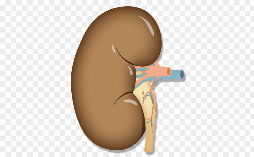 Organ Kidney Transplantation Anatomy Arm PNG transplantation Arm, kidney clipart PNG