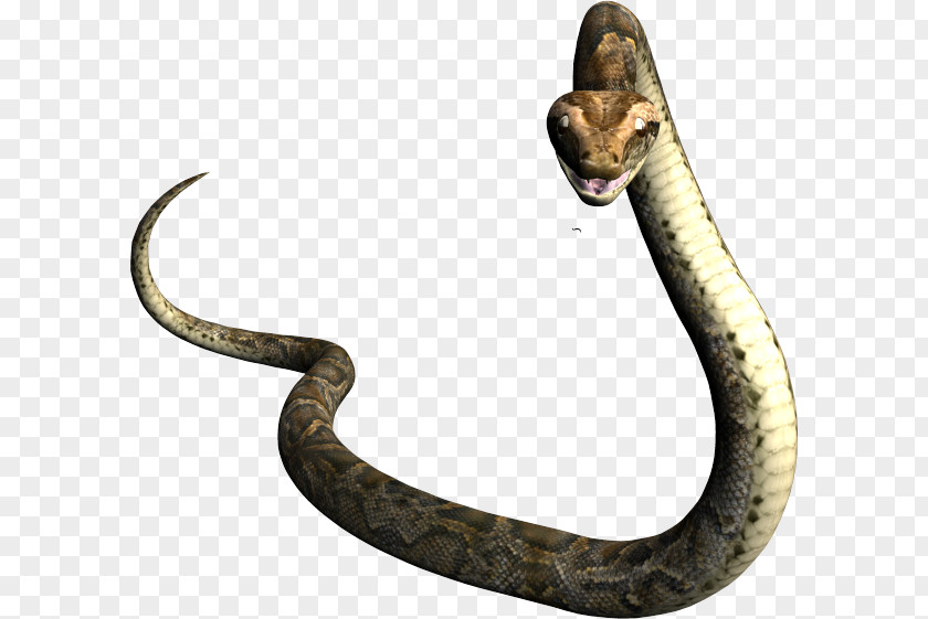 Stand Up Snake Rattlesnake Vipers Mamba Boa Constrictor PNG