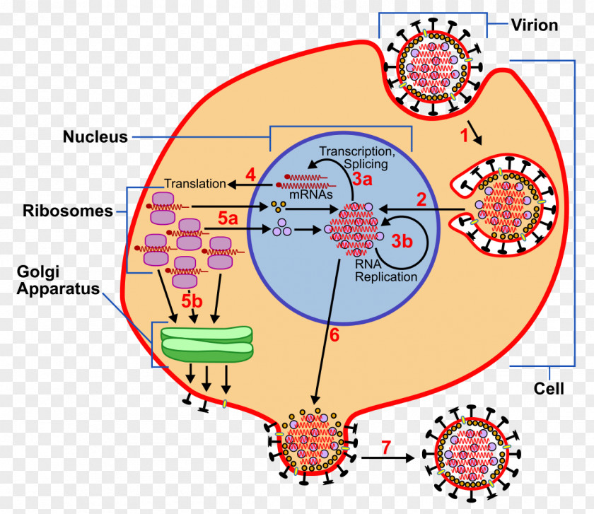 Virus Lytic Cycle Animal Information Computer File Presentation PNG