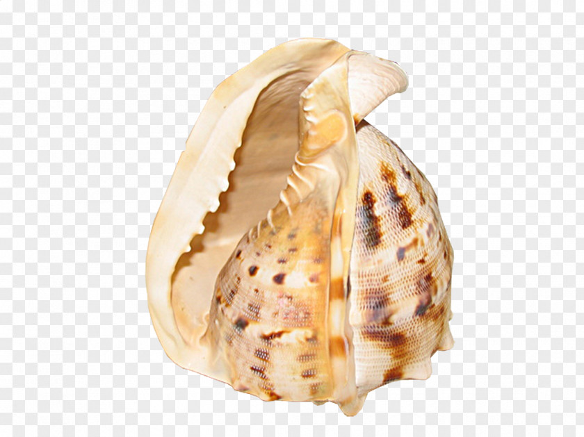 Conch Spots Sea Snail Seashell PNG