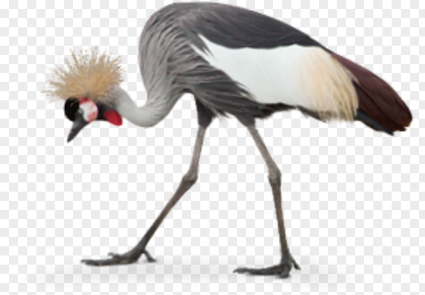 Crowned Crane Grey Black Kronenkranich Species PNG