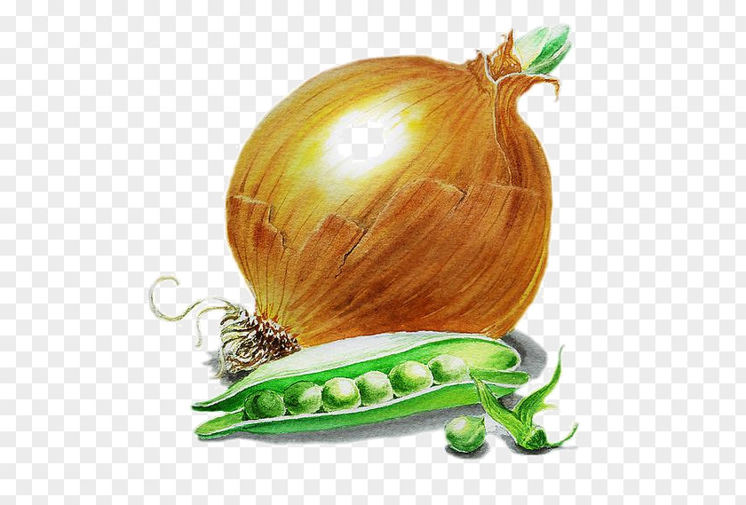Hand-painted Onion French Soup Painting Scallion Vegetable PNG