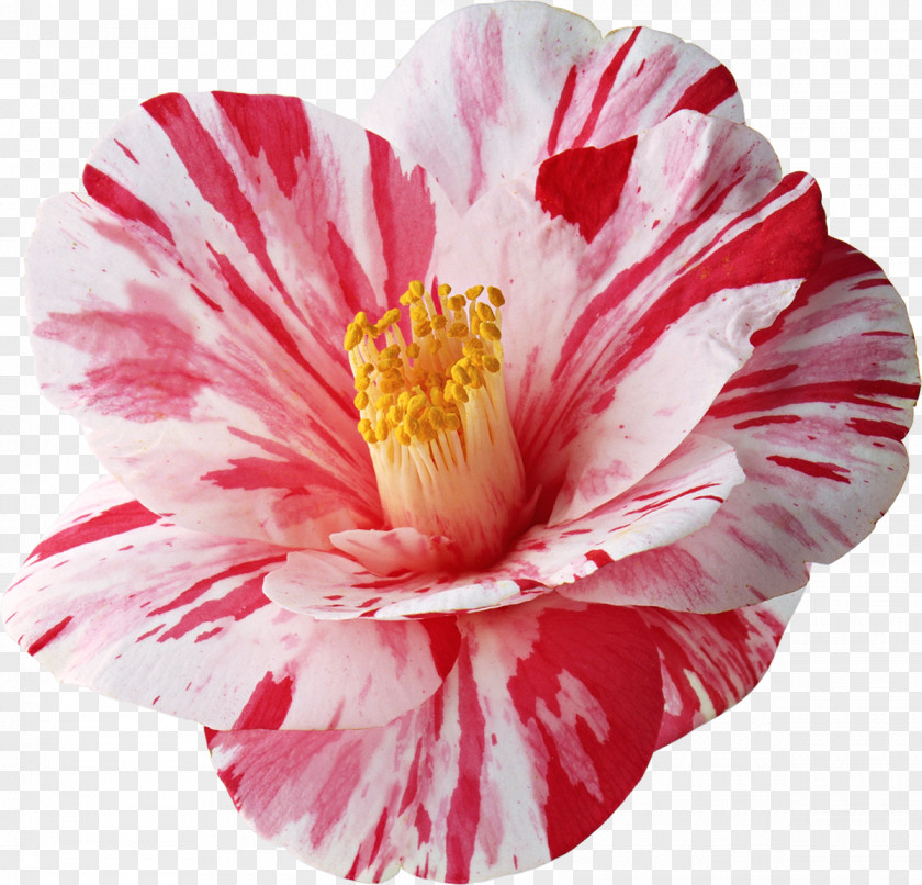 Pink Flower Clip Art PNG