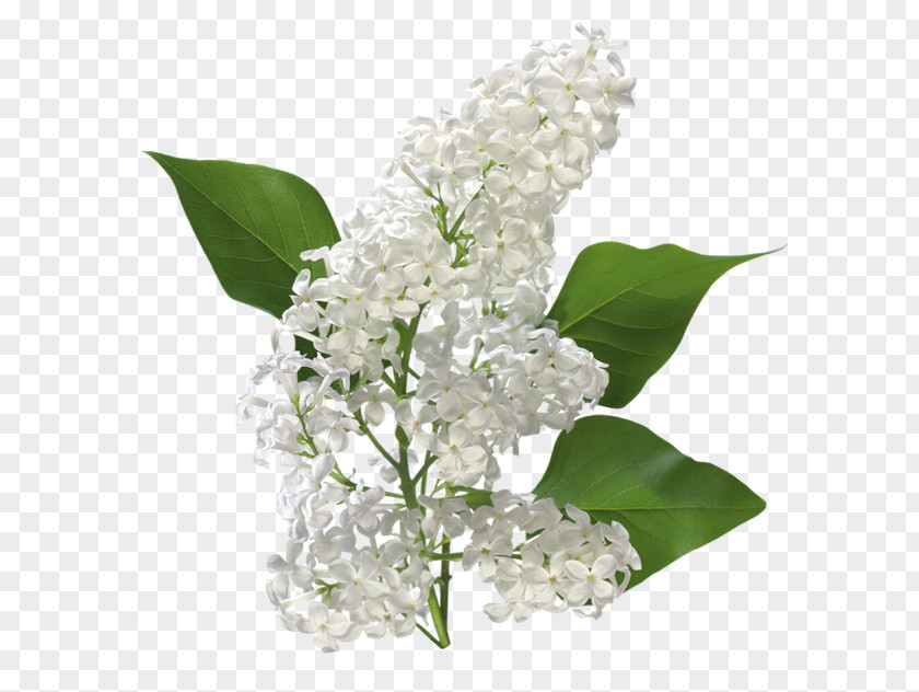 Transparent White Lilac Clipart Cinnamyl Alcohol Cinnamyl-alcohol Dehydrogenase Cinnamic Acid Perfume Cinnamaldehyde PNG