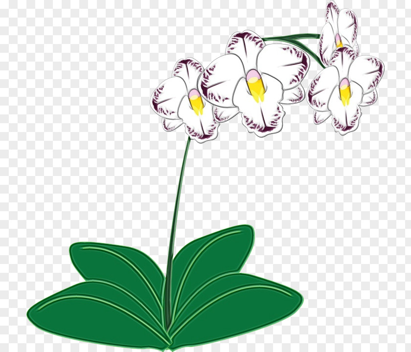 Wildflower Plant Stem Orchid Flower PNG
