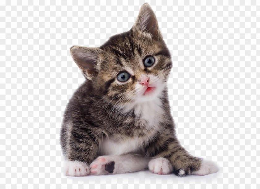 Cat Kitten Veterinarian Pet PNG