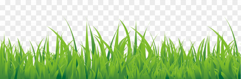 Green Hand Painted Small Grass Border Texture PNG