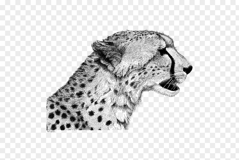 Leopard Pattern Cheetah Drawing Lion Sketch PNG