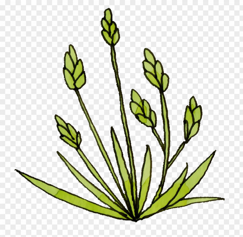 Plant Stem Cut Flowers Leaf Grasses M-tree PNG