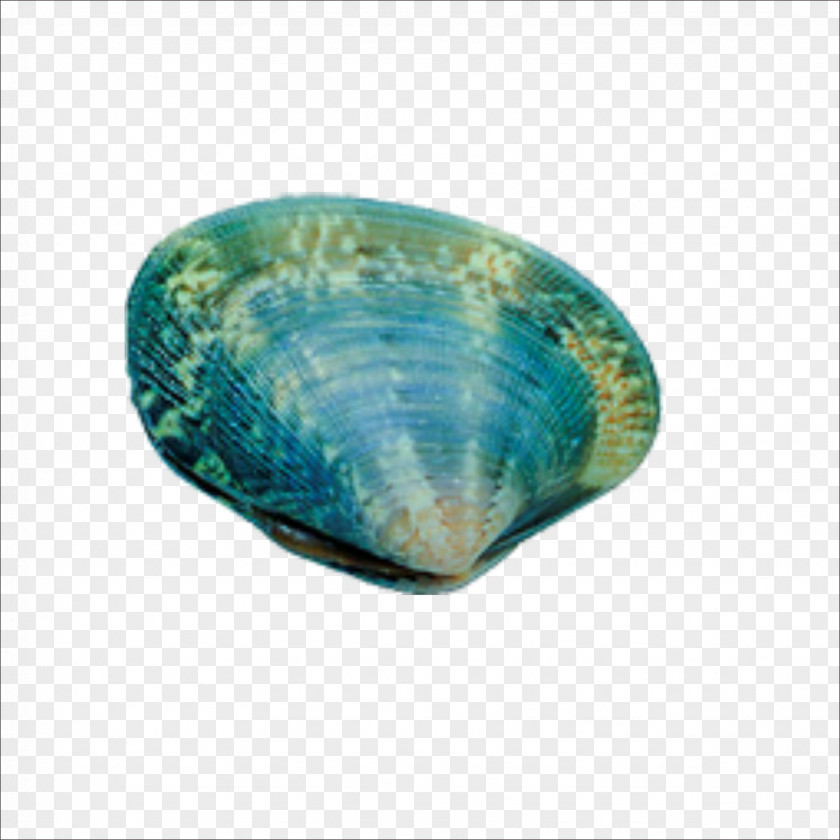 Seashells Seafood Seashell Shellfish PNG
