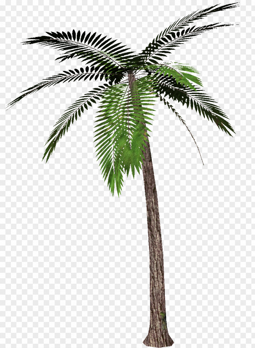Tree Arecaceae Roystonea Regia Babassu PNG
