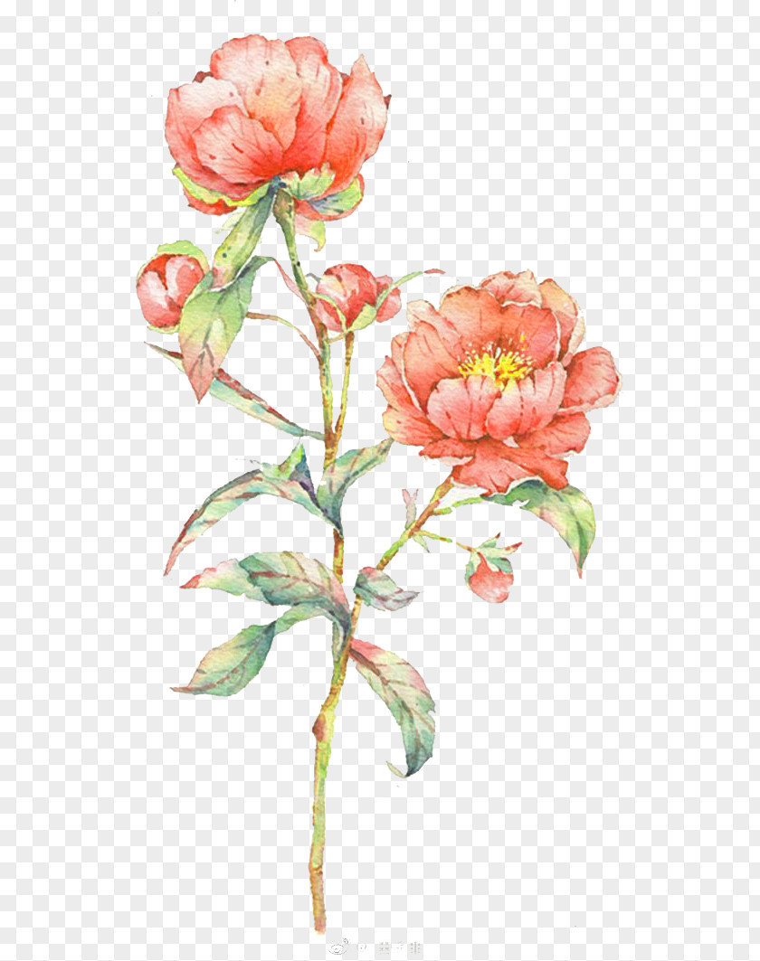 Watercolor Flowers Watercolour Watercolor: Painting PNG