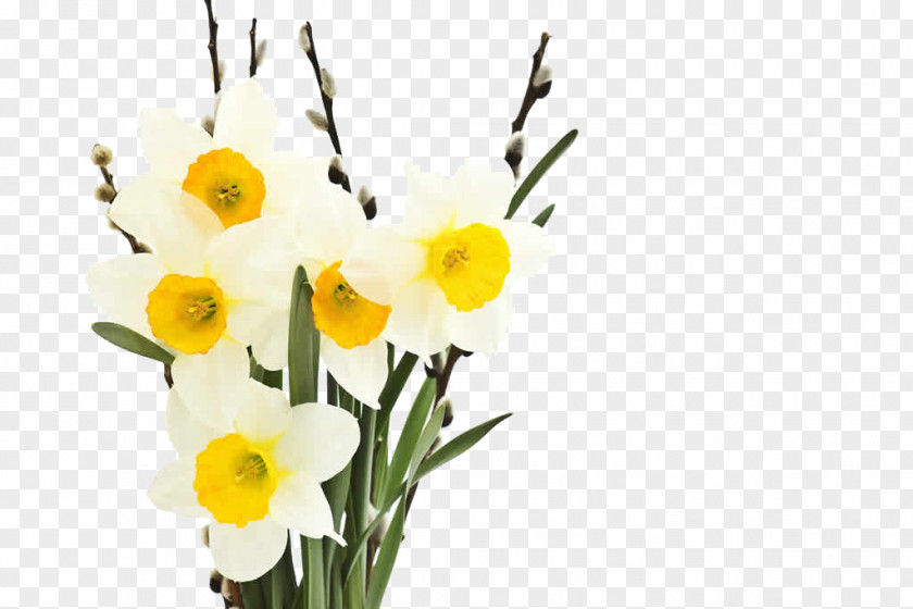 Attractive White Flowers Narcissus Tazetta Jonquilla Flower Petal PNG