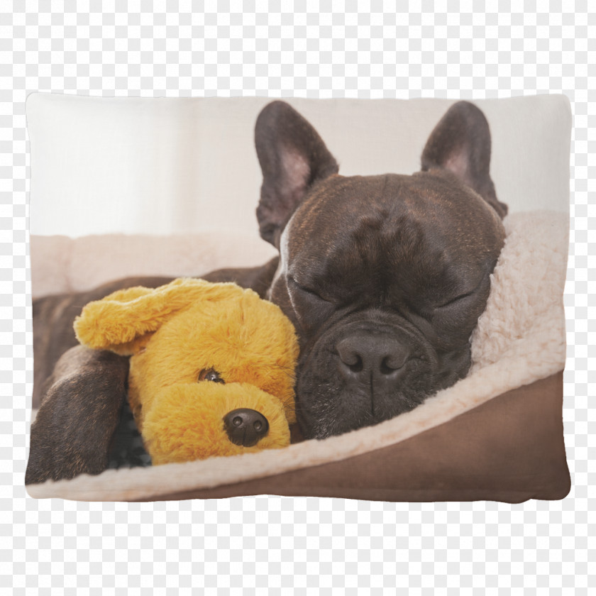 Bed Stock Photography French Bulldog Jack Russell Terrier Chihuahua Pet Sitting PNG