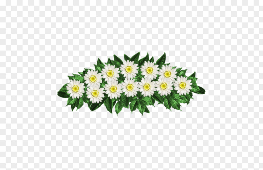 Chrysanthemum Common Daisy Oxeye Aster Cut Flowers PNG