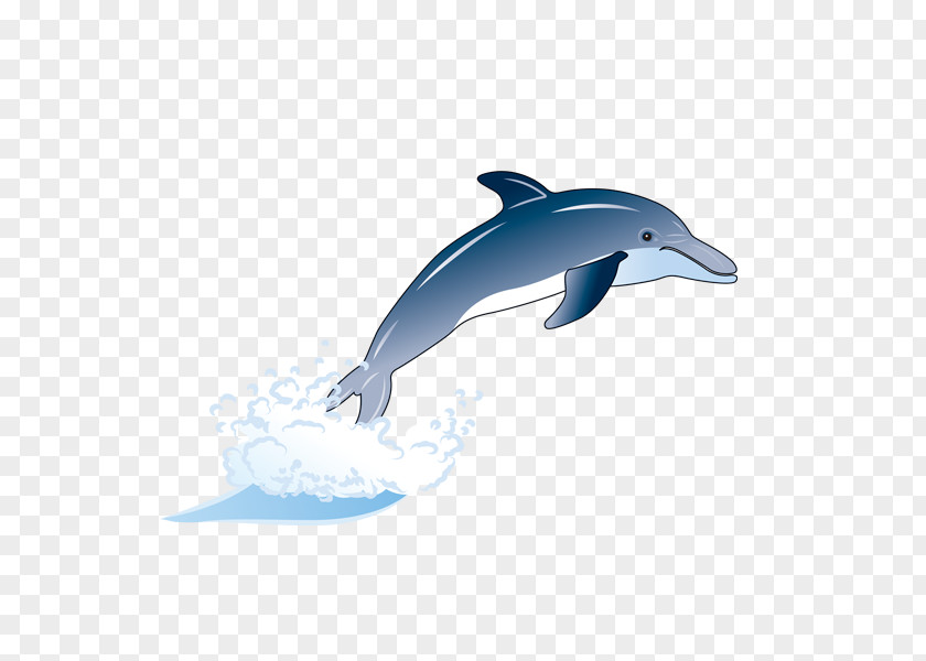 Dolphin Wholphin Common Bottlenose Short-beaked Tucuxi Rough-toothed PNG