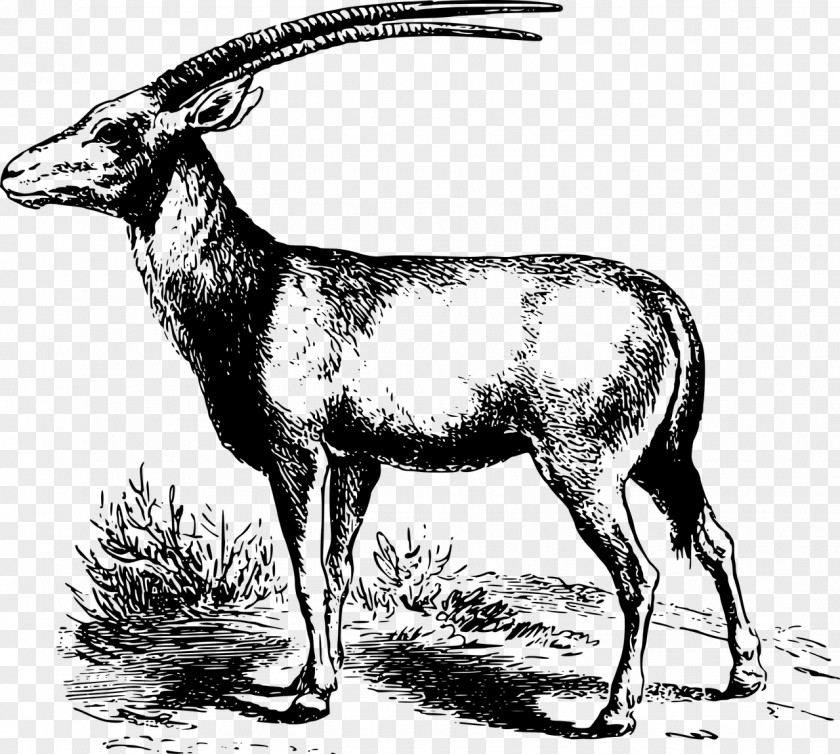 Gazelle Gemsbok Antelope Arabian Oryx Clip Art PNG