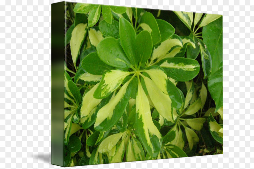 Leaf Tree Herb PNG