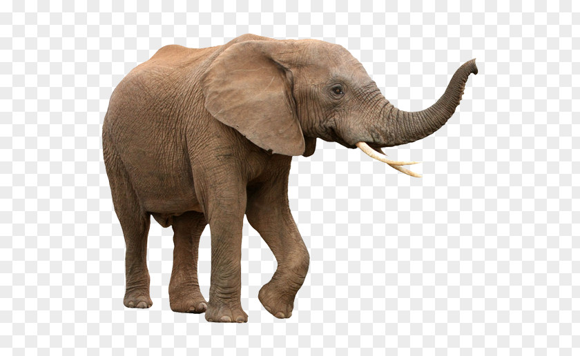 Elephant PNG clipart PNG