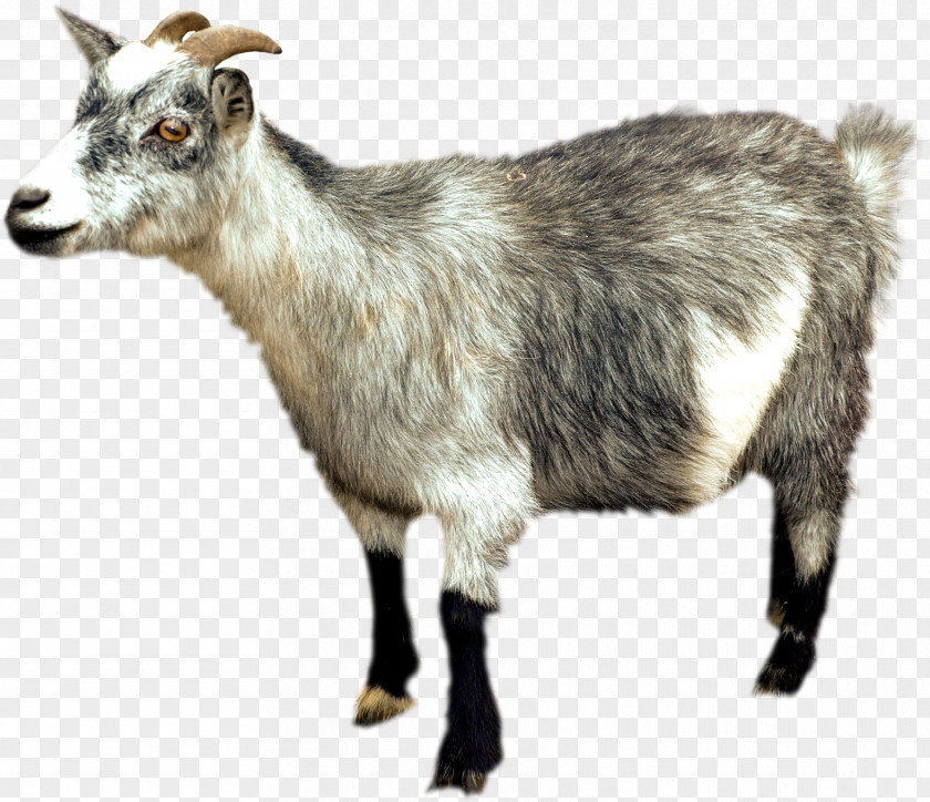 Goat IPhone 6 Plus Altai Mountain Sheep PNG