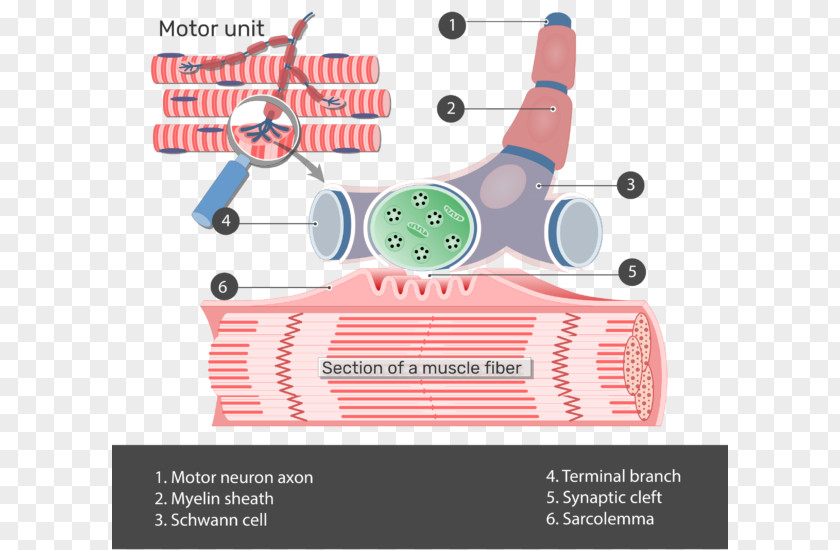 Junctions Between Neurons Crossword Clue The Neuromuscular Junction Motor Unit Anatomy Muscle PNG