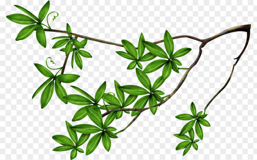 Leaf Branch Clip Art PNG