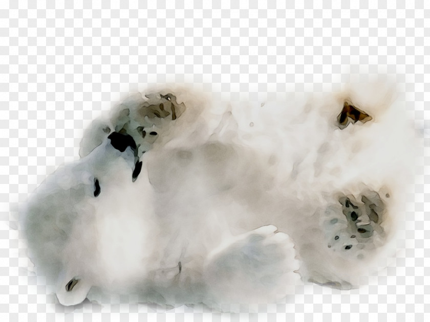 Polar Bear Cat Dog Desktop Wallpaper PNG