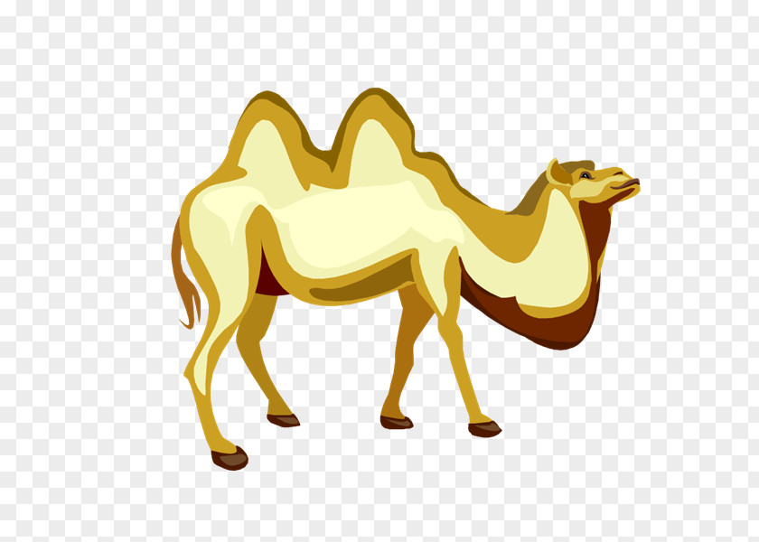 Camel Caravan Dromedary Drawing Photography Clip Art PNG