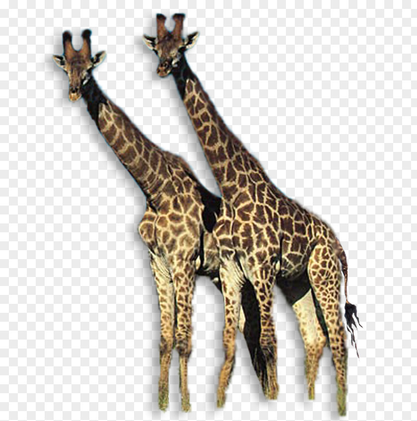 Funny Animals Giraffe South American Tapir Antelope Clip Art PNG