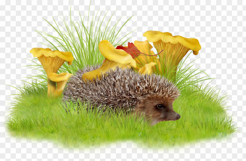 Grass Hedgehog Raster Graphics Clip Art PNG