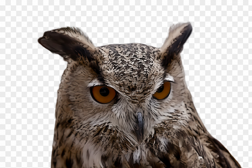 Owl Bird Western Screech Of Prey Eastern PNG