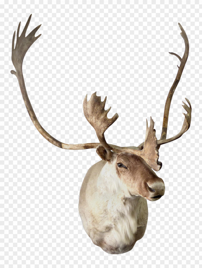 Reindeer Elk Antler Trophy Hunting PNG