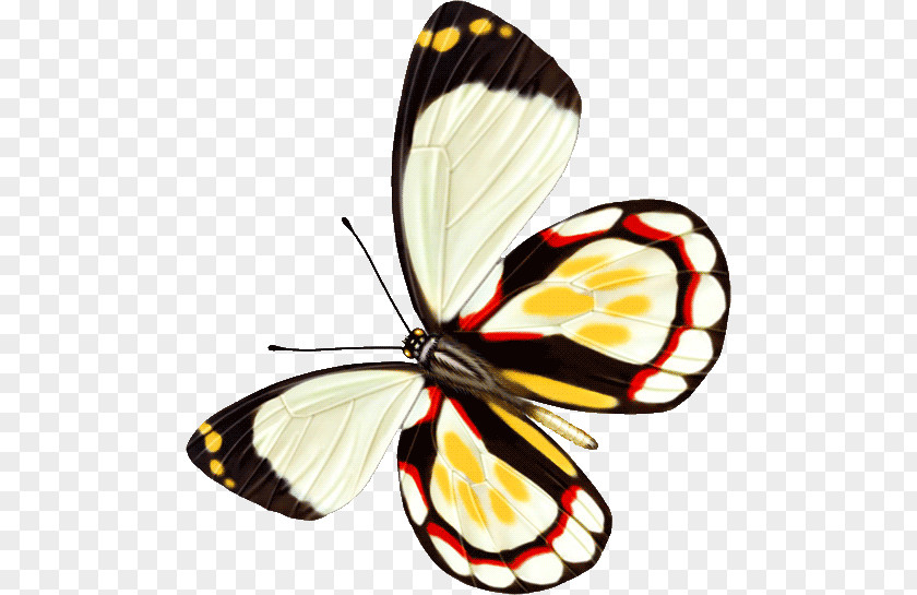 Butterfly Insect Computer File PNG