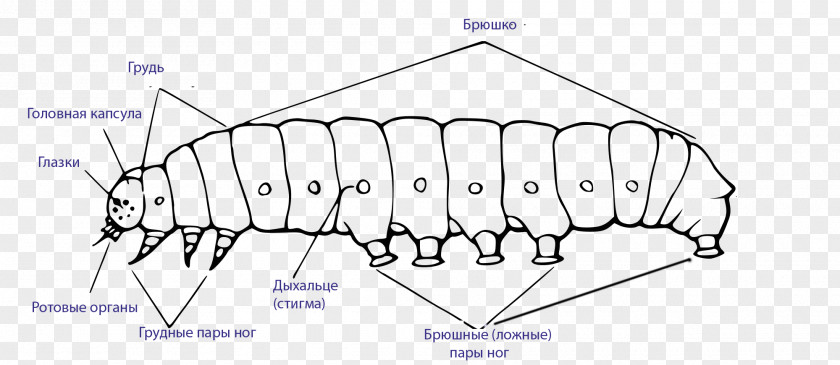 Caterpillar Butterfly Larva External Morphology Of Lepidoptera Hummingbird Hawk-moth PNG