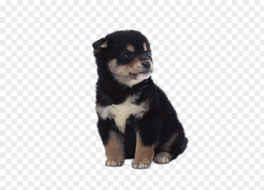 Husky Dog Pug Maltese IPhone 5 6 Plus Puppy PNG