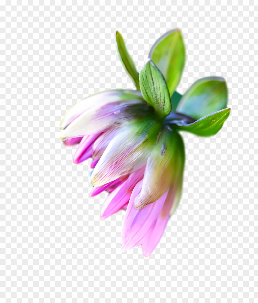 Lavender PNG